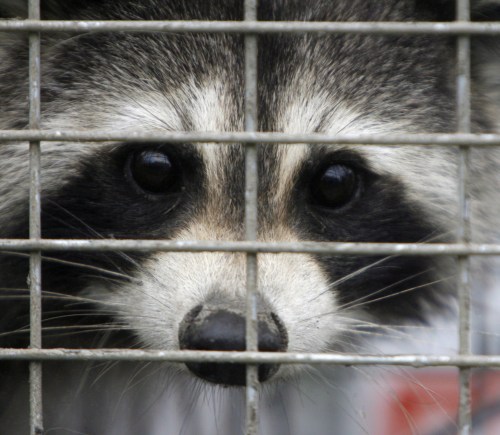 Quebec wildlife officials have launched a rabies vaccination campaign as an outbreak continues to spread south of Montreal. A captured raccoon peers through the bars of a trap in Grand Isle, Vt., Thursday, Sept. 27, 2007. THE CANADIAN PRESS/AP-Toby Talbot