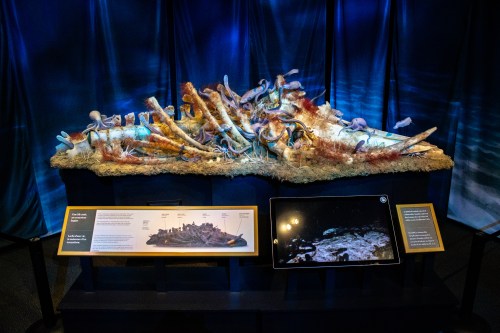 A model of a Minke whale skeleton that explores how whales can support entire ecosystems after their death at the Royal Alberta Museum in Edmonton on Monday, June 29, 2026. THE CANADIAN PRESS/Amanda May Erickson
