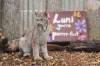 MIKE DEAL / FREE PRESS
                                Premier Wab Kinew was on hand to help release Lumi the lynx into her enclosure at the Assiniboine Park Zoo Wednesday morning.