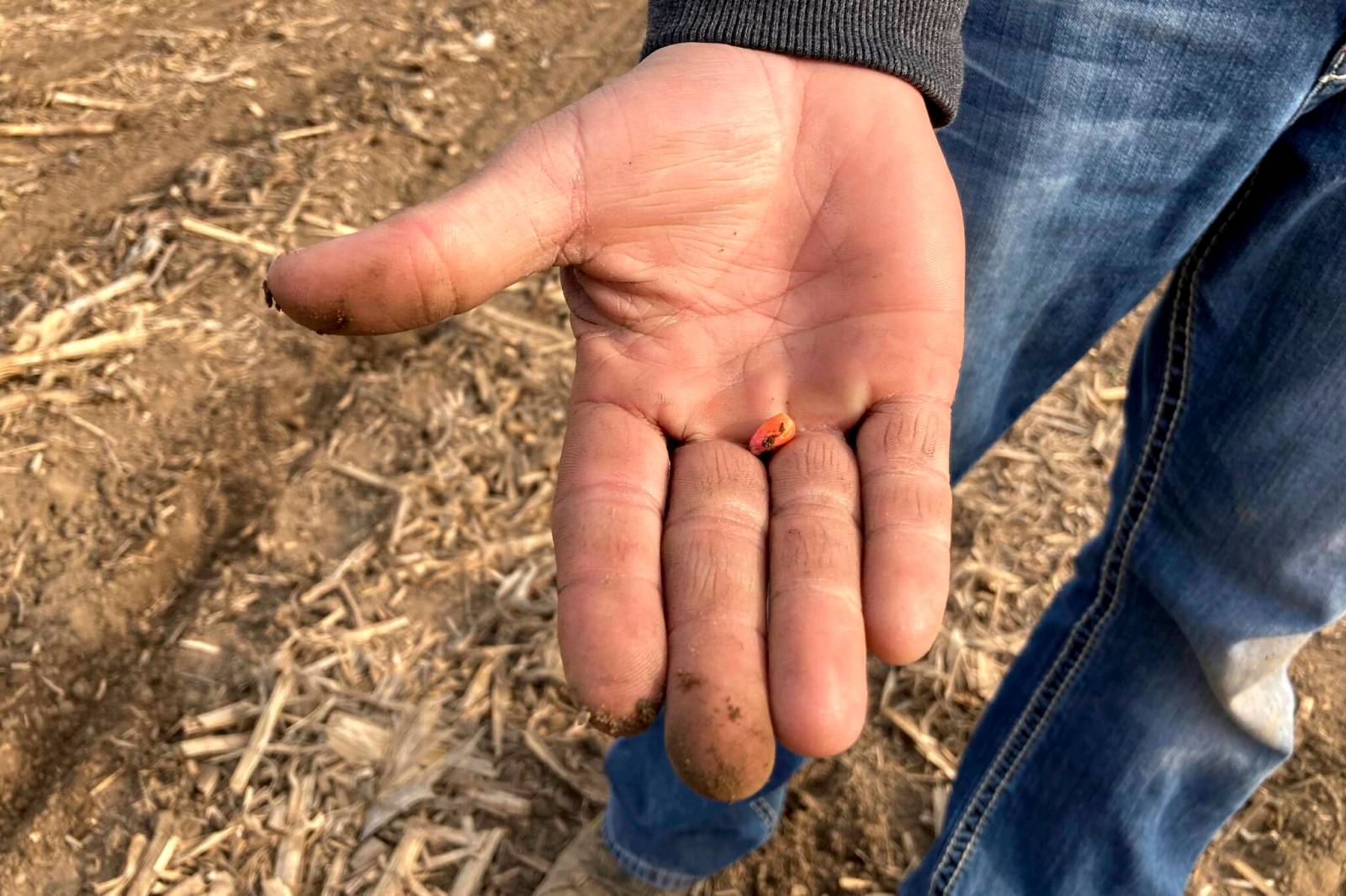 winnipegfreepress.com - Laura Rance-Unger - Opinion: Need for farm innovation never greater