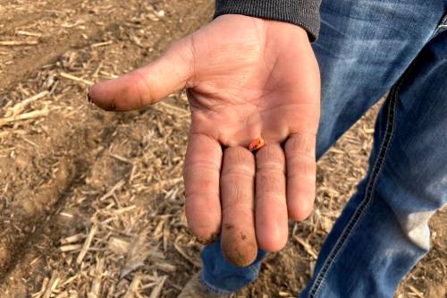 John Flesher / The Associated Press files
Lance Unger holds a corn seed to be planted in one of his fields near Carlisle, Ind., where he uses minimum tillage practices to improve yields.