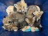 SUPPLIED
                                Baby foxes at Wildlife Haven Rehabilitation Centre at 1028 Arnould Rd, Ile des Chenes, MB As Prairie Wildlife Rehabilitation Centre prepares to close its doors, Manitoba&rsquo;s only remaining multi-species wildlife rehabilitation centre - Wildlife Haven - says it&rsquo;s already struggling to keep up with record demand and may soon face even greater pressure.