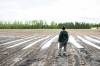 MIKAELA MACKENZIE / FREE PRESS
                                Danielle Boonstra, co-owner of Boonstra Farms, surveys a waterlogged strawberry field (with new seedlings) at the company&rsquo;s berry picking site near Stonewall on Thursday.