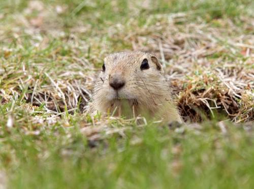 THE CANADIAN PRESS FILES
                                Scientists are learning about the diets of ancient ground squirrels (ancestors of the Richardson&rsquo;s ground squirrel, above) as permafrost thaws in northern Canada.
