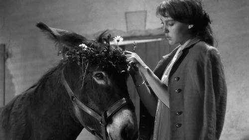 Supplied Robert Bresson&rsquo;s donkey-led film Au Hasard Balthazar plays at Dave Barber Cinematheque Friday.