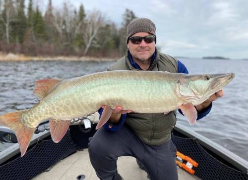 SUPPLIED
                                Steve Bradley with a nice late season muskellunge. Species of considerable length, like pike, muskies and large lake trout must be held horizontally across the front of the subject or seated and supported by the angler&rsquo;s legs.