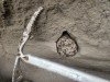 Researchers document a cluster of ancient Arctic ground squirrel faecal pellets preserved in permafrost at Hunker Creek, Yukon, in an Aug. 2022, handout photo. These coprolites, or fossilized animal poop, contain remarkably intact ancient DNA, offering rare glimpses into Ice Age ecosystems. THE CANADIAN PRESS/Handout — Scott Cocker (Mandatory Credit)
