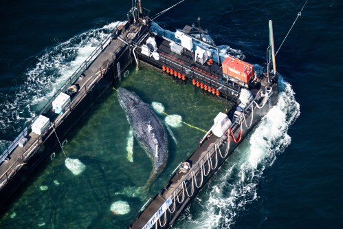 FILE - The humpback whale recovered from a shallow bay off Wismar is being transported towards the North Sea in a flooded cargo ship just before the Danish border in Fehmarn, Germany, April 29, 2026. (Philip Dulian/dpa via AP, File)