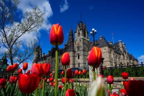 Tulips bloom in front of the West Block of Parliament Hill in Ottawa on Friday, May 8, 2026. THE CANADIAN PRESS/Sean Kilpatrick
