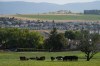 Cattle graze in a field as houses line a hillside in Vernon, B.C., on Friday, Sept. 12, 2025. THE CANADIAN PRESS/Darryl Dyck