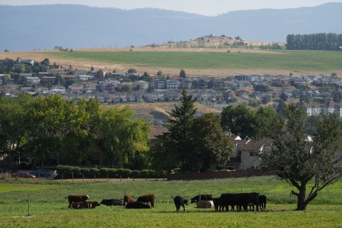 Cattle graze in a field as houses line a hillside in Vernon, B.C., on Friday, Sept. 12, 2025. THE CANADIAN PRESS/Darryl Dyck