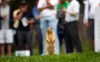 A Richardson's ground squirrel takes in the golf action at a golf course in Banff, Alta., on July 25, 2011. Strychnine has been temporarily allowed for farmers in Alberta and Saskatchewan to deal with the ground squirrel, commonly called gophers in Western Canada. THE CANADIAN PRESS/Jeff McIntosh