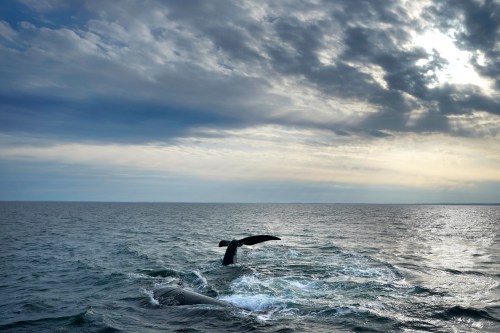 FILE — A pair of North Atlantic right whales interact at the surface of Cape Cod Bay, March 27, 2023, in Massachusetts. (AP Photo/Robert F. Bukaty, NOAA permit # 21371)