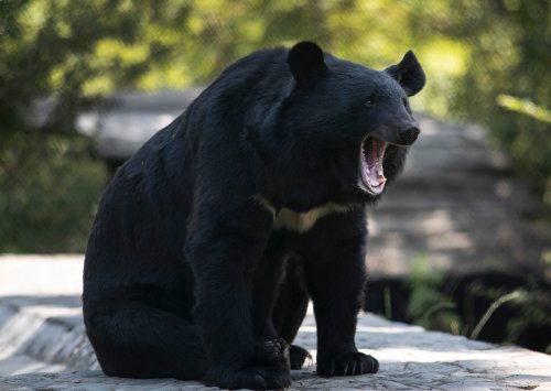 A black bear yawns at its enclosure at the Dachigam National Park on the outskirts of Srinagar, Indian controlled Kashmir, Saturday, Sept. 12, 2020. THE CANADIAN PRESS/AP/Mukhtar Khan