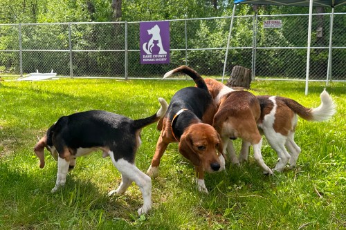 FILE - Beagles that were purchased from a Dane County animal research facility play outside May 12, 2026, in Madison, Wis. (AP Photo/Scott Bauer, File)