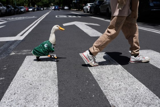 A duck named Merlin, dressed in a Mexico national soccer team jersey, follows his caretaker Cristian Gomez as they cross the street in Mexico City Monday. (Marco Ugarte / The Associated Press)