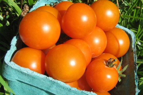 This undated image provided by Hudson Valley Seed Co. shows a container of candy-sweet Sungold cherry tomatoes. (Hudson Valley Seed Co. via AP)