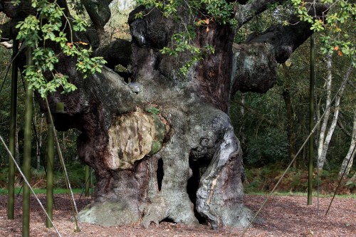FILE - A 1,200-year-old Major Oak tree, where Robin Hood allegedly used as a hide out, stands in Sherwood Forest near Nottinghamshire, England, on Oct. 19, 2007. (AP Photo/Simon Dawson, File)