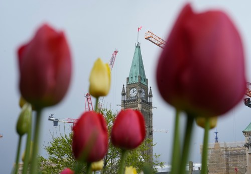 The Peace tower is framed between tulips on Parliament Hill, in Ottawa, on Monday, May 11, 2026. THE CANADIAN PRESS/Adrian Wyld