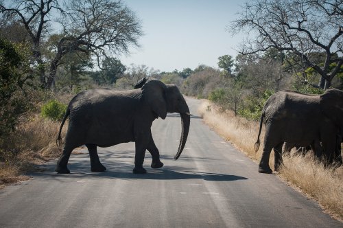 An elephant crosses the road in the Kruger National Park, South Africa, Wednesday, July 29, 2020. (AP Photo/Shiraaz Mohamed)