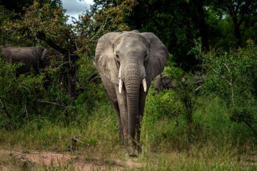 A Savanna elephant is photographed in Kruger National Park, South Africa, in this March 4, 2020 file photo. (AP Photo/Jerome Delay, File)