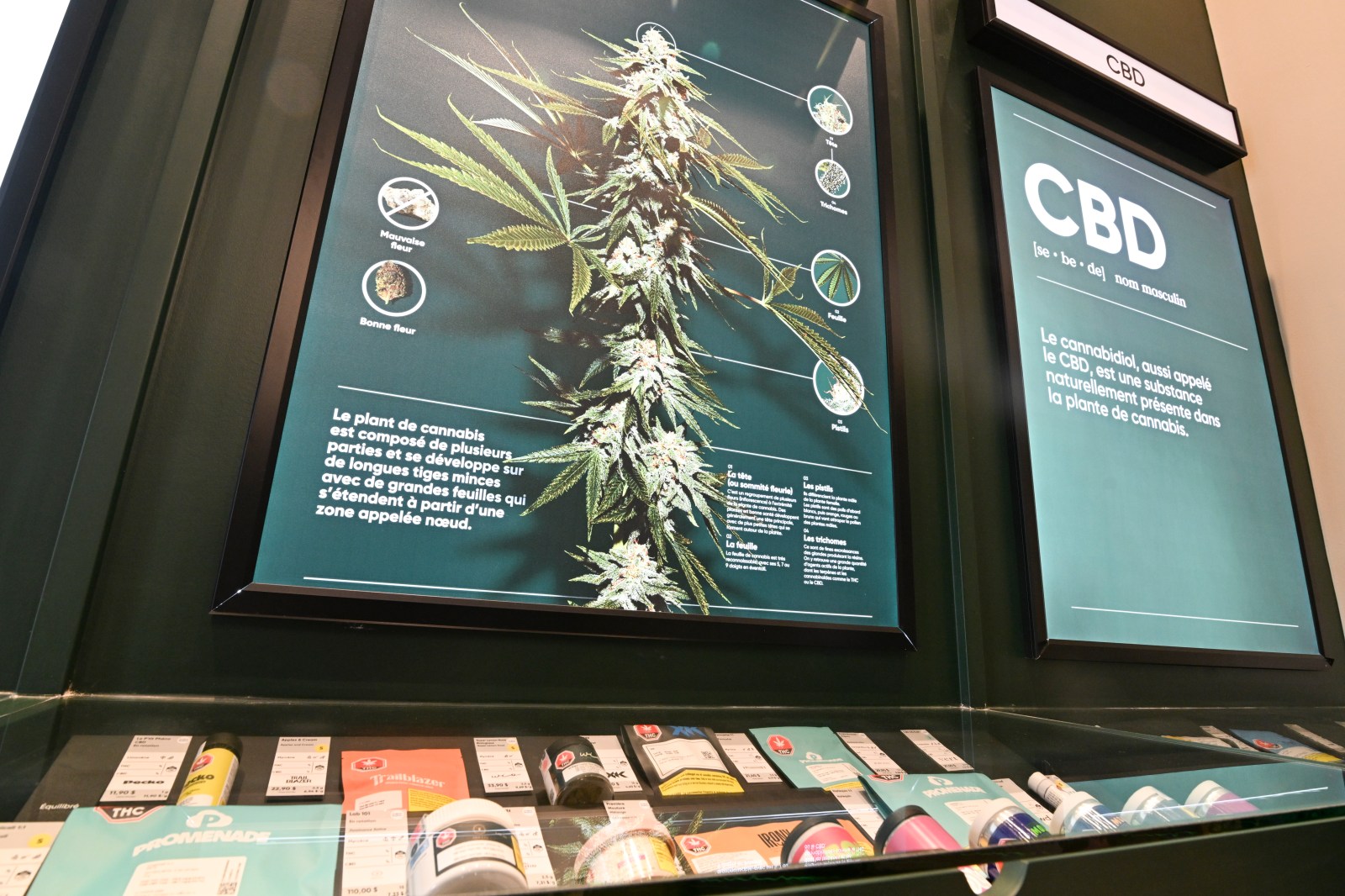winnipegfreepress.com - Lyndsay Armstrong, The Canadian Press - National cannabis organization suspends operations, citing active illegal market