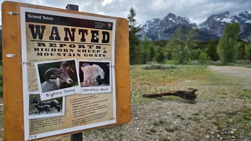 A sign asks visitors to report any bighorn sheep or mountain goat sightings to the National Park Service at the Taggart Lake Trailhead in Grand Teton National Park, Wyo., June 9, 2026. (Rebecca Huntington/WyoFile via AP)