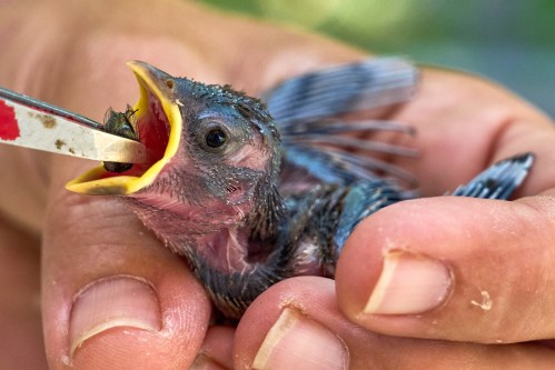 A one-week-old sparrow kitten that fled out of its nest due to the hot temperatures is fed with flies by a veterinarian in Wehrheim near Frankfurt, Germany, Friday, June 26, 2026. (AP Photo/Michael Probst)