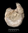 This image provided by the Natural History Museum shows a fossil found in Antarctica that belongs to a group of dinosaurs called titanosaurs. (Natural History Museum via AP)