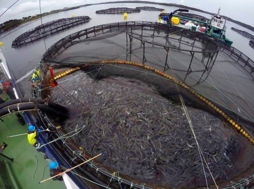 In this Thursday, July 13, 2017 photo, workers gather Atlantic salmon before putting them into a tank aboard a ship for a treatment with hydrogen peroxide at a Cooke Aquaculture salmon farm near Blacks Harbour, New Brunswick., Canada. (AP Photo/Robert F. Bukaty)