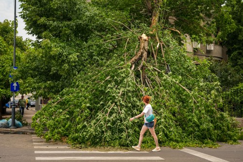 A woman walks by a fallen tree, in Bucharest, Romania, Wednesday July 1, 2026, after a thunderstorm hit the Romanian capital the night before. (AP Photo/ Andreea Alexandru)