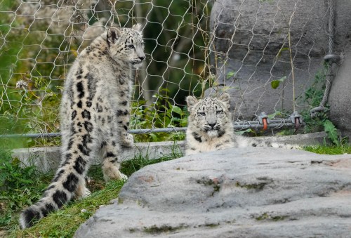 Five-month-old snow leopards Zoya and Minu explore their outdoor habitat at the Toronto Zoo in Toronto on Friday, October 25, 2024. THE CANADIAN PRESS/Nathan Denette
