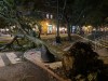 A tree ripped from the ground by a severe storm is surrounded by police tape in Hoboken, N.J., early Saturday, July 4, 2026. (AP Photo/Larry Neumeister)