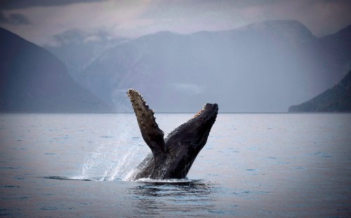 A humpback whale is seen just outside of Hartley Bay along the Great Bear Rainforest, B.C. Tuesday, Sept, 17, 2013. THE CANADIAN PRESS/Jonathan Hayward