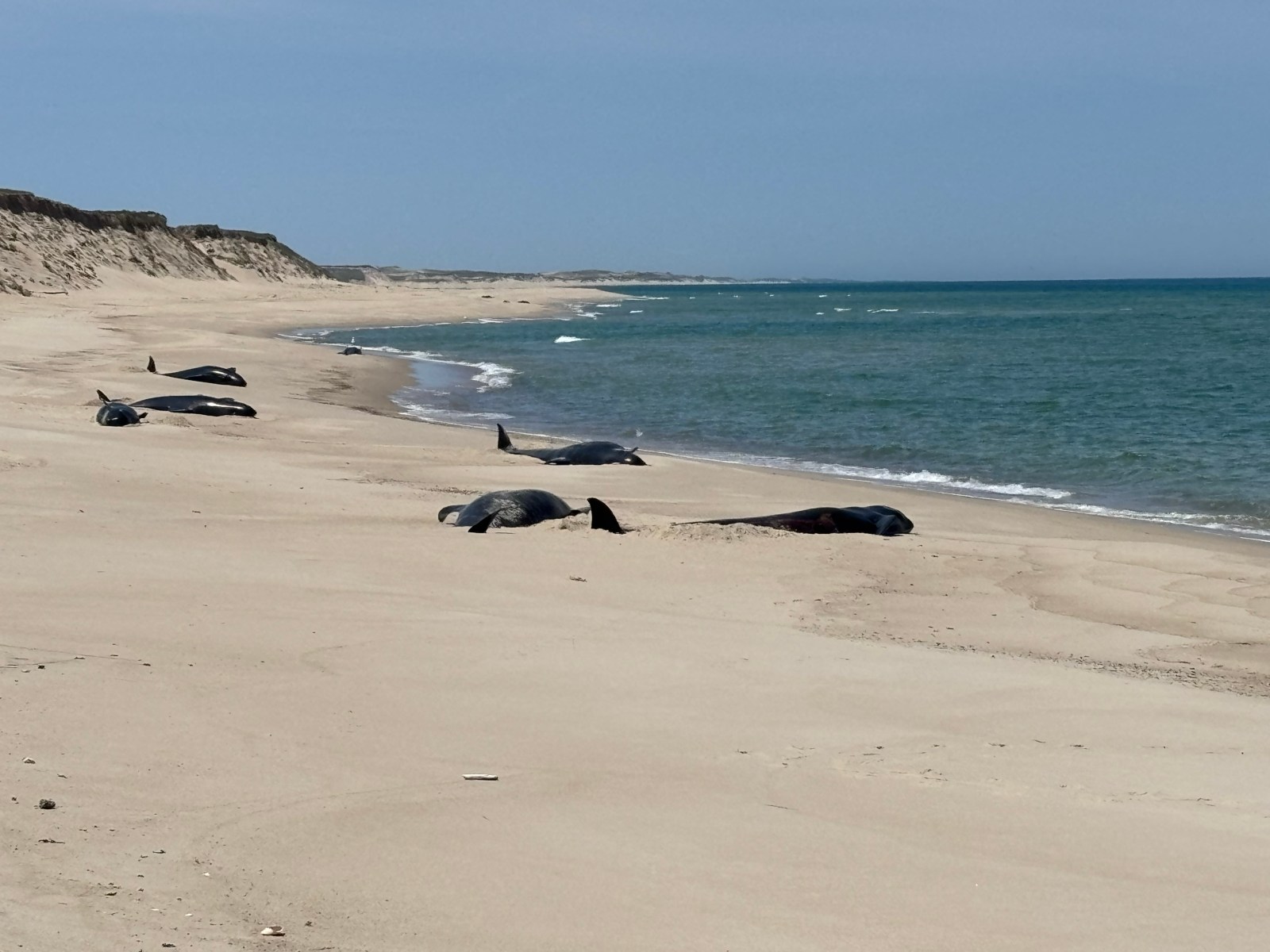 Sixteen Pilot Whales Found Stranded on Sable Island National Park Reserve