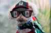 A dog named Osito wears a Mexico national team jersey and rides in a bicycle basket of Jorge Rangel before a World Cup Group A soccer match against South Korea in Mexico City, Thursday, June 18, 2026. (AP Photo/Marco Ugarte)