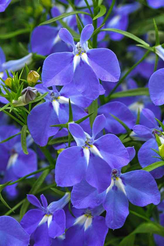 Lobelia Heatopia Blue Improved, new (Ball Horticultural)
