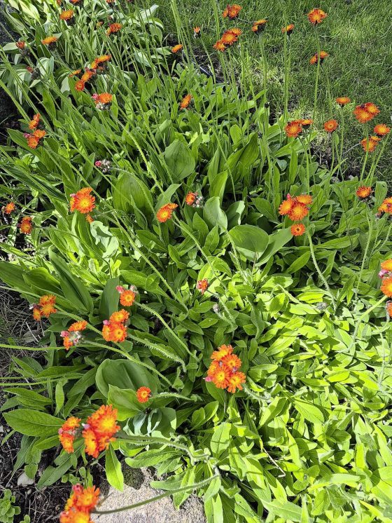 Name this plant — don't be fooled by its pretty face. (Colleen Zacharias photo)