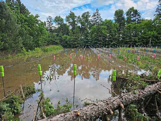 U-pick flower farm under water-felled tree (Sandra Gowan photo)