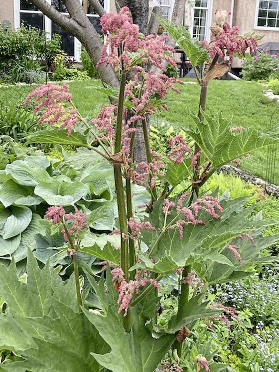 Name this plant! (Hint: it is not false rhubarb.) (Deb Fast photo)