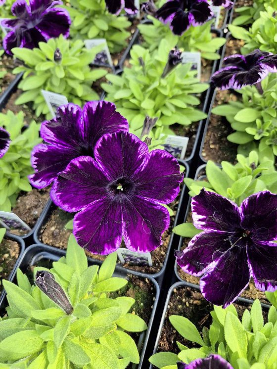 Crazytunia Cosmic Violet petunia (Colleen Zacharias photo)