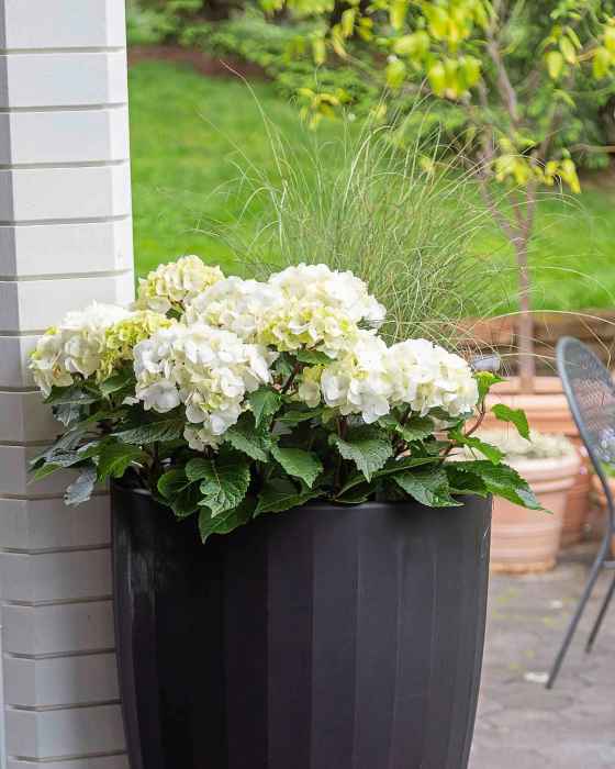 DreamCloud Reblooming Hydrangea_Endless Summer series (try growing it in a container) (First Editions)