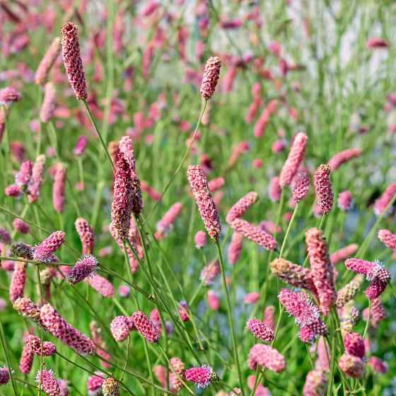 Sanguisorba Pink Tanna Burnet (Black Sheep Perennials)