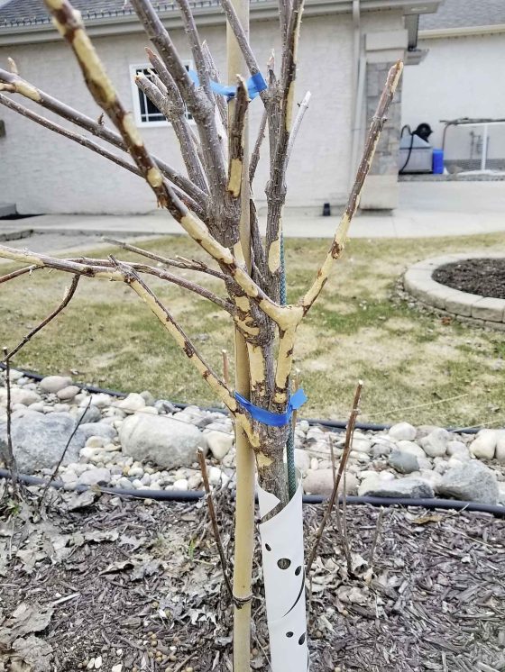 Hydrangea tree form in 2025, stripped bark on branches caused by rabbits. (Colleen Zacharias photo)