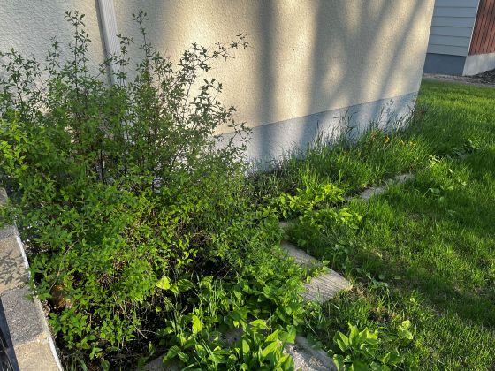 Before: The weedy side garden. (Erin Lebar)