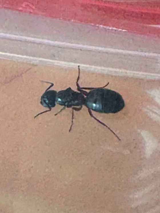Carpenter ant (Susan Southern photo)