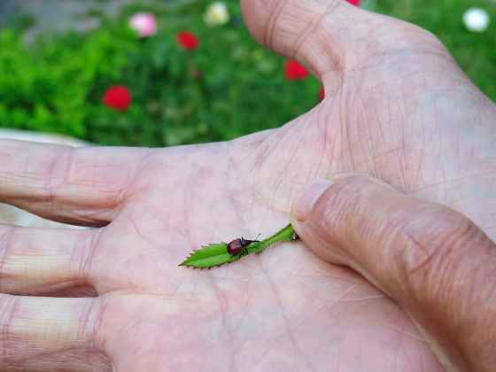 Close-up of rose weevil (Colleen Zacharias photo)