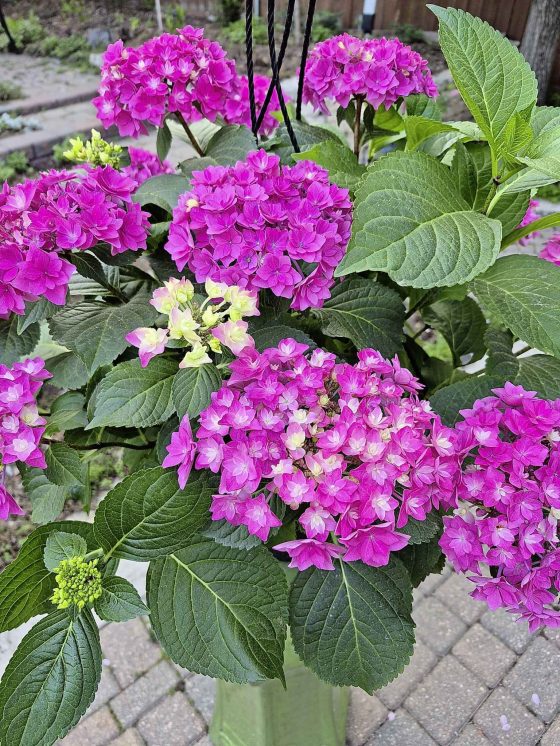 Hydrangea macrophylla aka mophead (Colleen Zacharias photo)