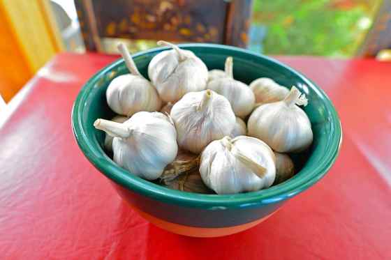 Make your own garlic spray to deter garden pests. (Becky Slater photo)