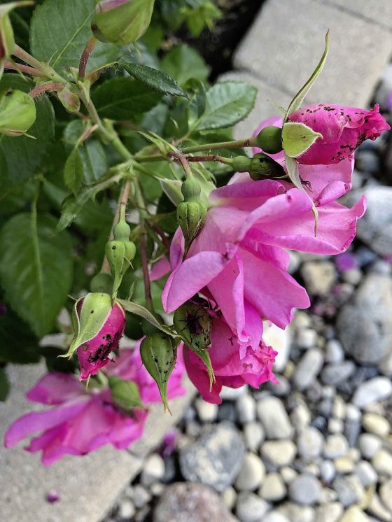 Rose weevil damage to rose petals (Susan Southern photo)